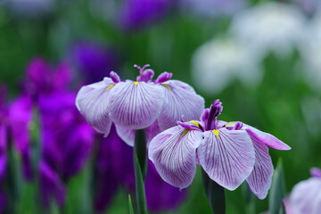 凛として優雅に咲く