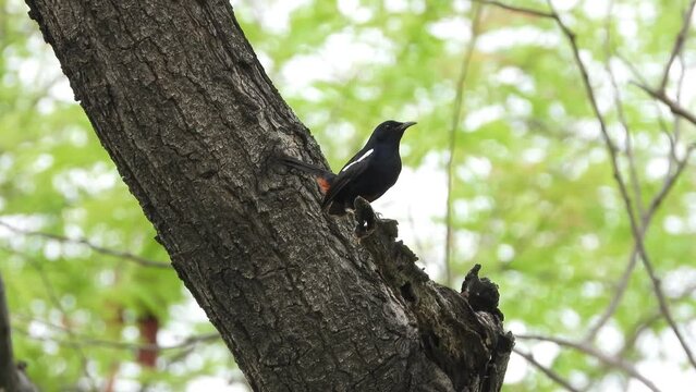 Indian robin bird , calling , with sound