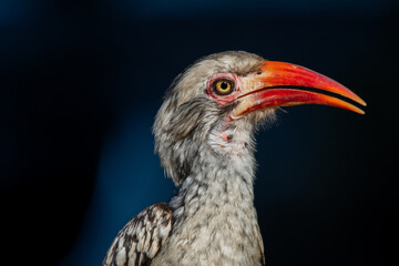 Portrait of a southern red-billed hornbill