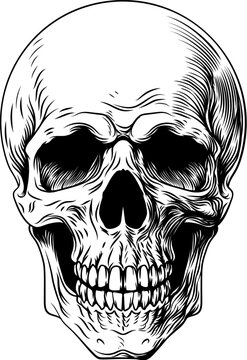 A human skull vintage woodcut intaglio style illustration