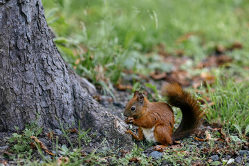 Naklejka na ściany i meble A squirrel sits under a tree and eats