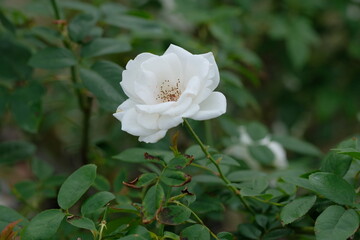 Iceberg rose in full  blooming