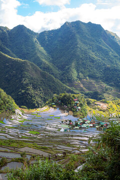 Rice and Water on terraces in Ifugao rice terraces in Batad, Philippines