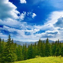 Beautiful pine trees on background high mountains. - 639804686