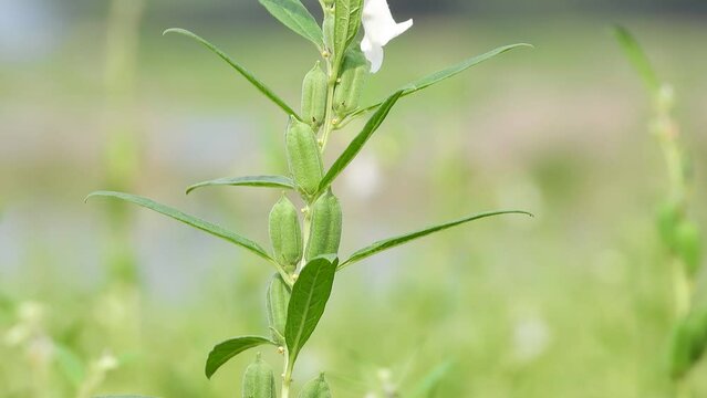 Sesame Plant In The Field, Teel Seed, Til Seed Plant 