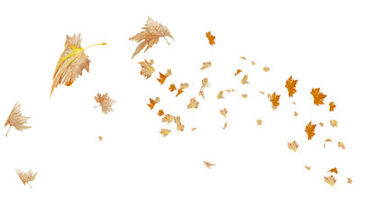 leaves leaf isolated backgroud autumn season - 3d rendering