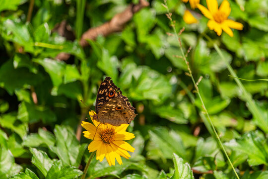 A colorful butterfly spots on the yellow daisy flower with a green background. 
