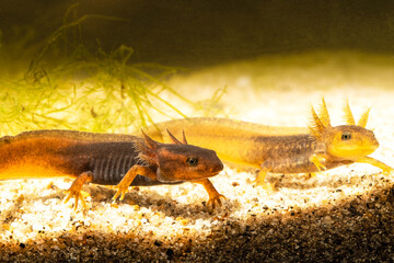 Close-up of two baby Himalayan newts or Himalayan salamanders. - 639805603