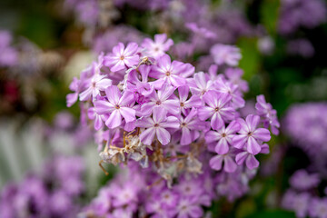close up of lilac flowers