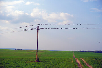 Harvested farm field. Beautiful clouds in the blue sky. horizon. Summer. August. A flock of starlings sits on wires
