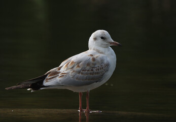 Common gull