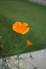 Obraz premium poppy flowers in the field