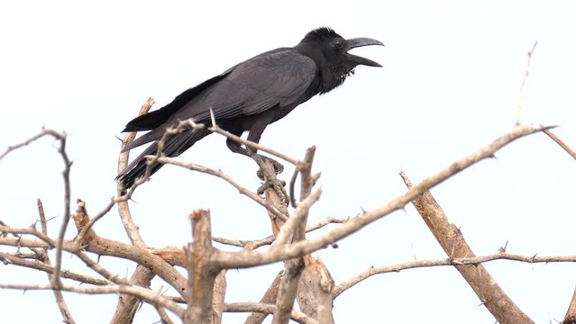 Large billed crow call, on the tree branch