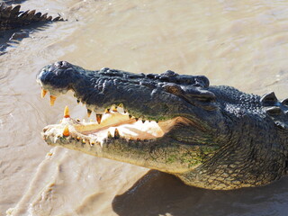 Crocodile