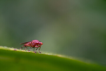 Makroaufnahme: Kleine Fliege auf einem Blatt