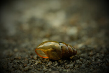Kleine Schnecke (ca. 6mm), Makroaufnahme