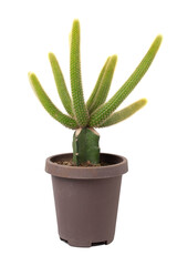 Cactus graft in a black pot isolated on white background.