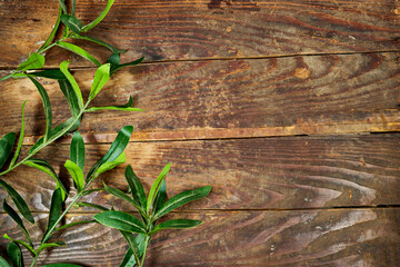 Branch with fresh green Ruscus leaves on wooden background with copy space