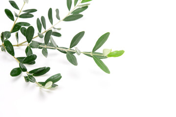 Obraz premium Olive branch isolated on white background. Copy space.