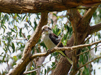 kookaburra