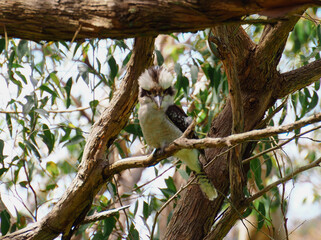kookaburra