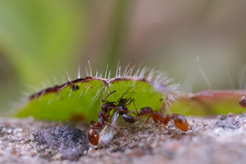 Zwei Ameisen transportieren kleine Fliege