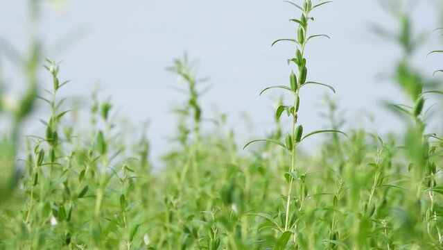 Cultivation Of Sesame Plant In The Field, Teel Seed, Til Seed Plant