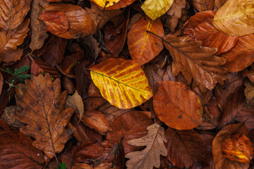 Fototapeta na wymiar Fallen colorful leaves. Autumn nature background. Fall season. Top view