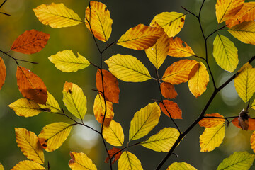Autumn leaves of beech tree. Fall season in forest. Closeup colorful leaf. Natural background
