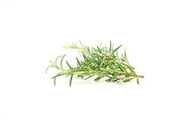 Rosemary sprig isolated on white background. Aromatic evergreen shrub