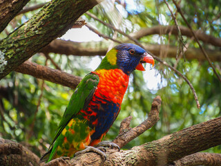 Rainbow Lorikeet