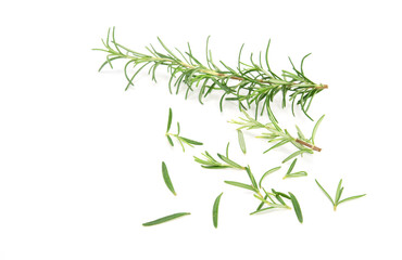 Fototapeta premium Rosemary sprig isolated on white background. Aromatic evergreen shrub