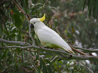 Sulfur crested cockatoo © Brydie