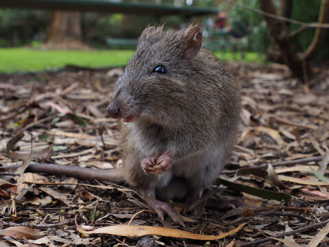 potoroo