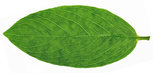 Obraz premium Close-up photo of a leaf on a white background.