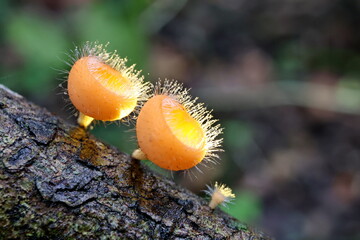Cup fungi macro image. Cookeina tricholoma in branch decayed timber wet with rain and blurred green nature background Orange fungi cups Fungi is a fungi that are decomposers in the ecosystem. 
