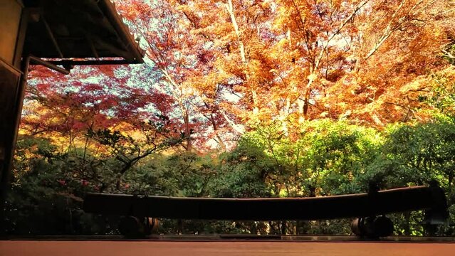 畳から見上げる日本の紅葉