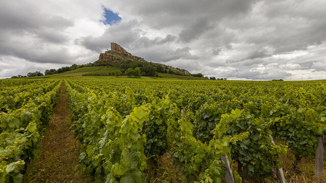 The Mâconnais is located in the south of Burgundy, it is the southernmost vineyard in the region.