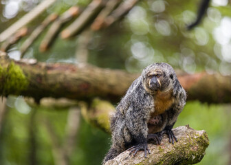 A day of monkey watching is more than just fun; it is educational and can sometimes even feel familiar. After all, monkeys are closely related to us human beings