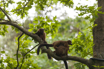 A day of monkey watching is more than just fun; it is educational and can sometimes even feel...