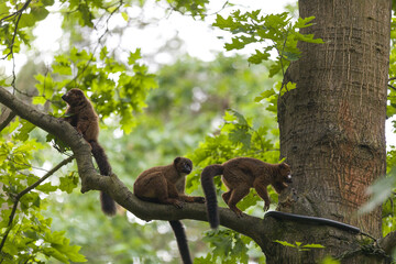 A day of monkey watching is more than just fun; it is educational and can sometimes even feel familiar. After all, monkeys are closely related to us human beings