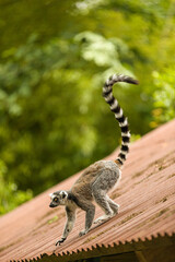 A day of monkey watching is more than just fun; it is educational and can sometimes even feel familiar. After all, monkeys are closely related to us human beings