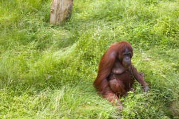 A day of monkey watching is more than just fun; it is educational and can sometimes even feel familiar. After all, monkeys are closely related to us human beings