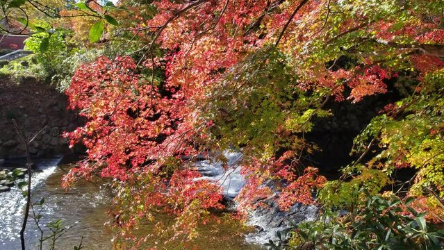 日本の秋　紅葉と川
