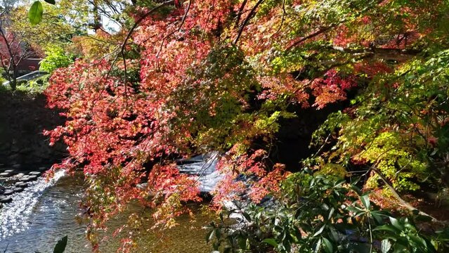 日本の秋　紅葉と川　ゆっくり近づく