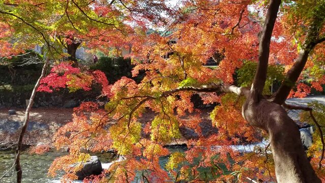 日本の秋　紅葉と川