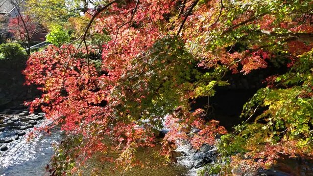 秋の風景紅葉　川と紅葉　スロー