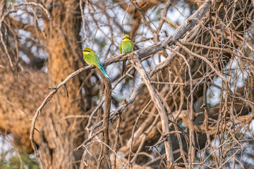 Swallow-tailed Bee-eater perched on a branch, Windhoek, Namibia 