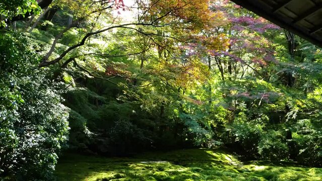 日本の秋日本庭園　こけゆっくり下へ