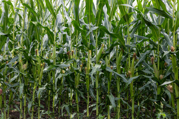 Corn field in summer, closeup of green corn plants in the field